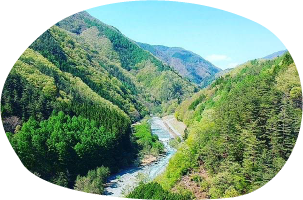 森の小さな秘密基地